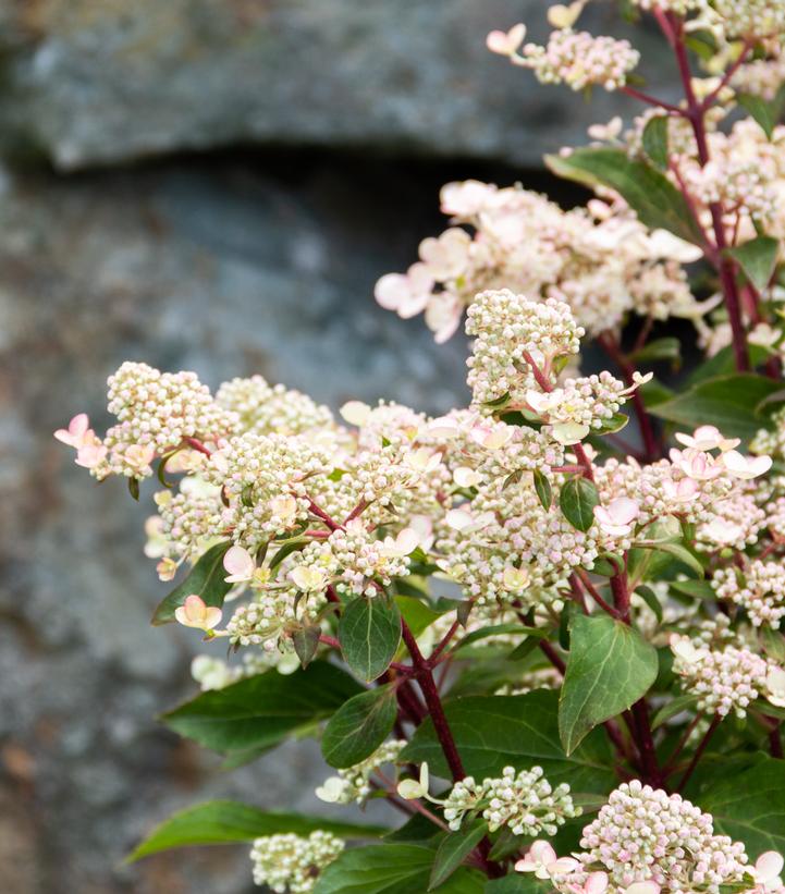 HYDRANGEA PAN. `TORCH`