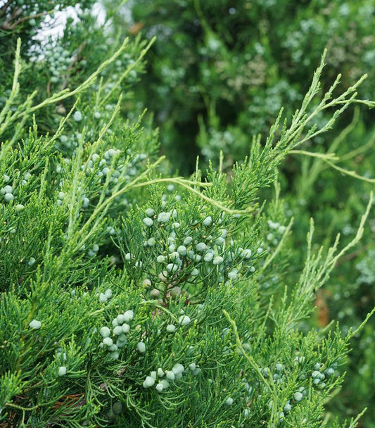 JUNIPERUS CHINENSIS `GIN FIZZ`