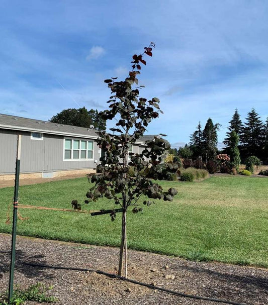 CERCIS CANADENSIS `MIDNIGHT EXPRESS`