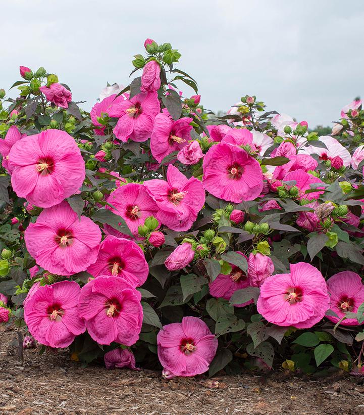 HIBISCUS HEAD OVER HEELS `PASSION` CG