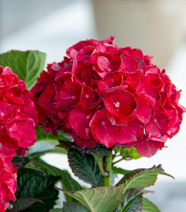 HYDRANGEA M `CHERRY-GO-ROUND`