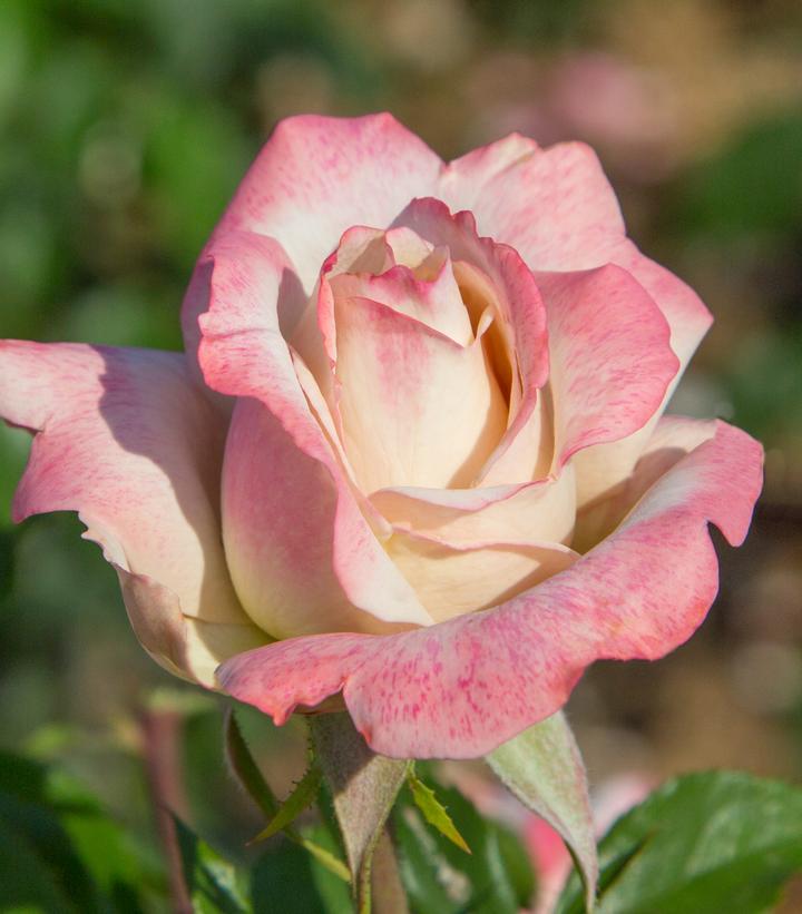 ROSA `PINKERBELLE`