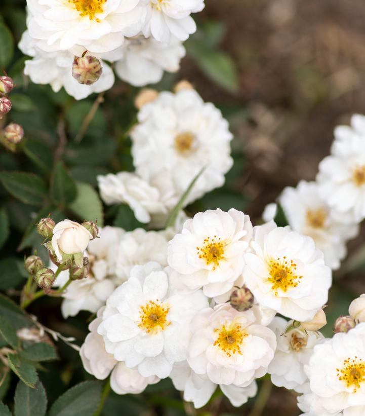 ROSA `PRETTY POLLY WHITE`