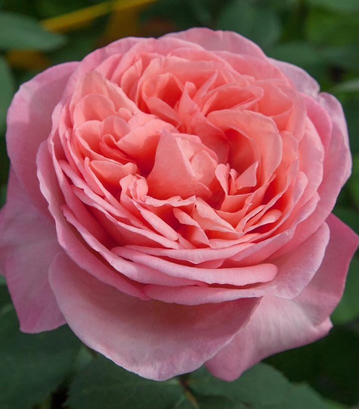 ROSA `SWEET MADEMOISELLE`