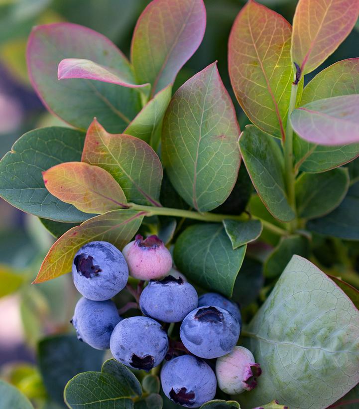 VACCINIUM CORYMBOSUM `SILVER DOLLAR`