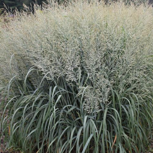 PANICUM PRAIRIE WINDS `NIAGARA FALLS`