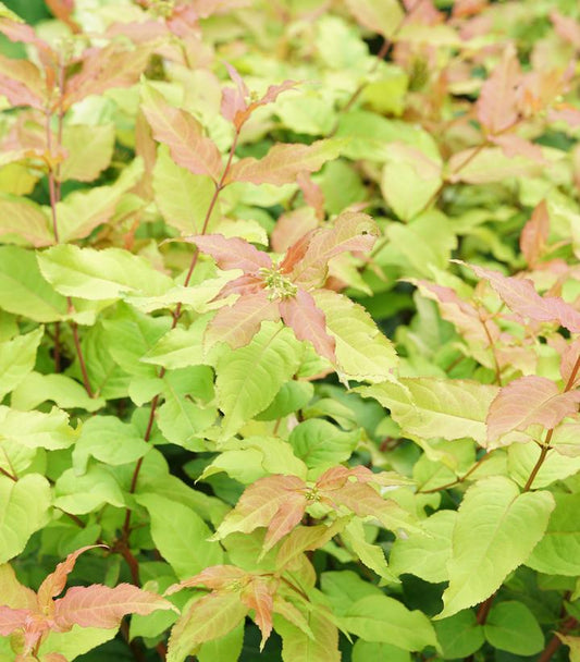 DIERVILLA RIVULARIS `KODIAK FRESH`