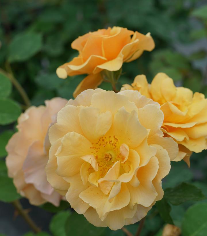 ROSA RISE UP AMBERNESS