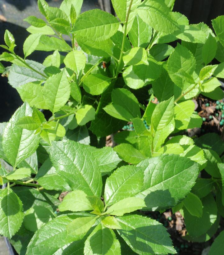ILEX VERTICILLATA `MR POPPINS`