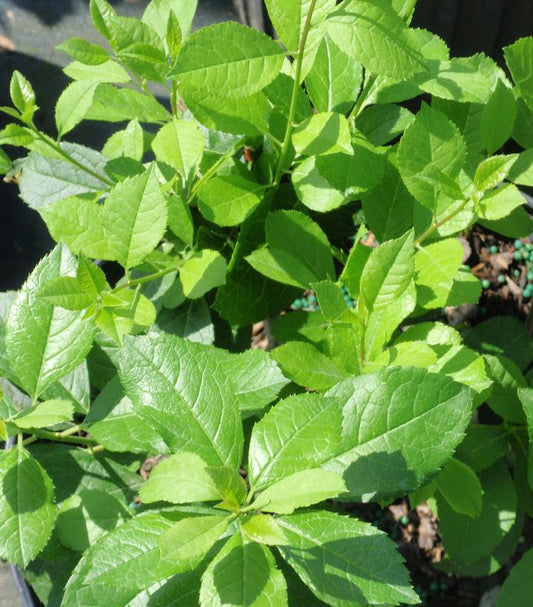 ILEX VERTICILLATA `MR POPPINS`