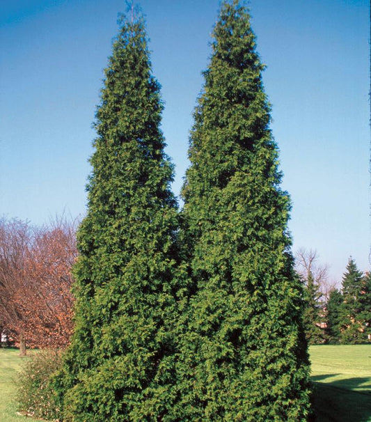 THUJA PLICATA `SPRING GROVE`
