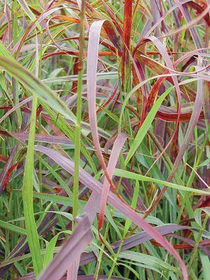 PANICUM VIRGATUM `RUBY RIBBONS`