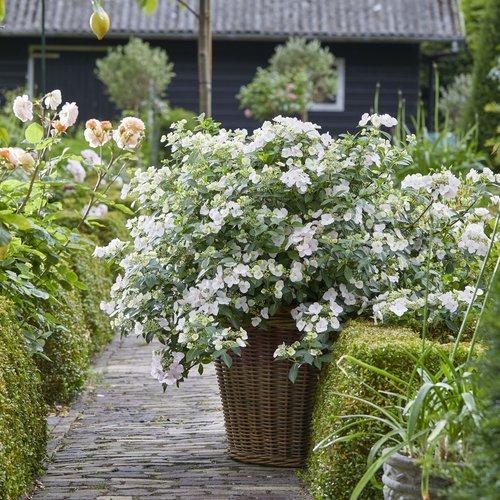 HYDRANGEA X `FAIRYTRAIL BRIDE`