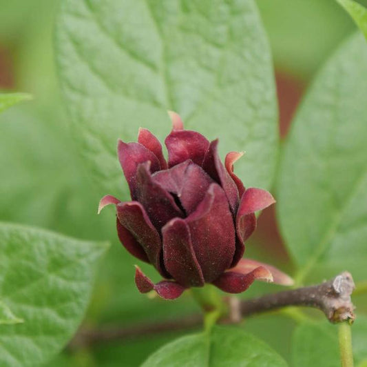 CALYCANTHUS FLORIDUS `SIMPLY SCENTSATIONAL`