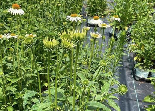 ECHINACEA PURPUREA `HAPPY STAR`