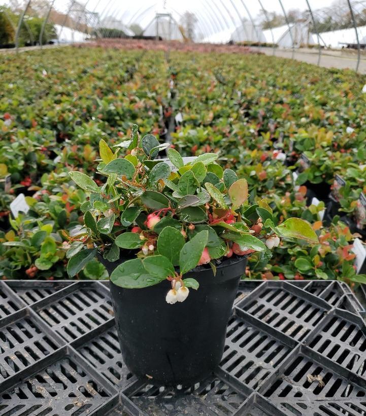 GAULTHERIA PROCUMBENS - 4`` POT