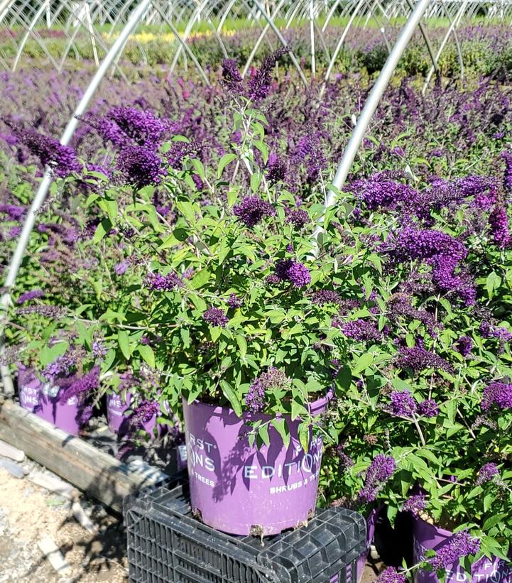 BUDDLEIA `GROOVY GRAPE`
