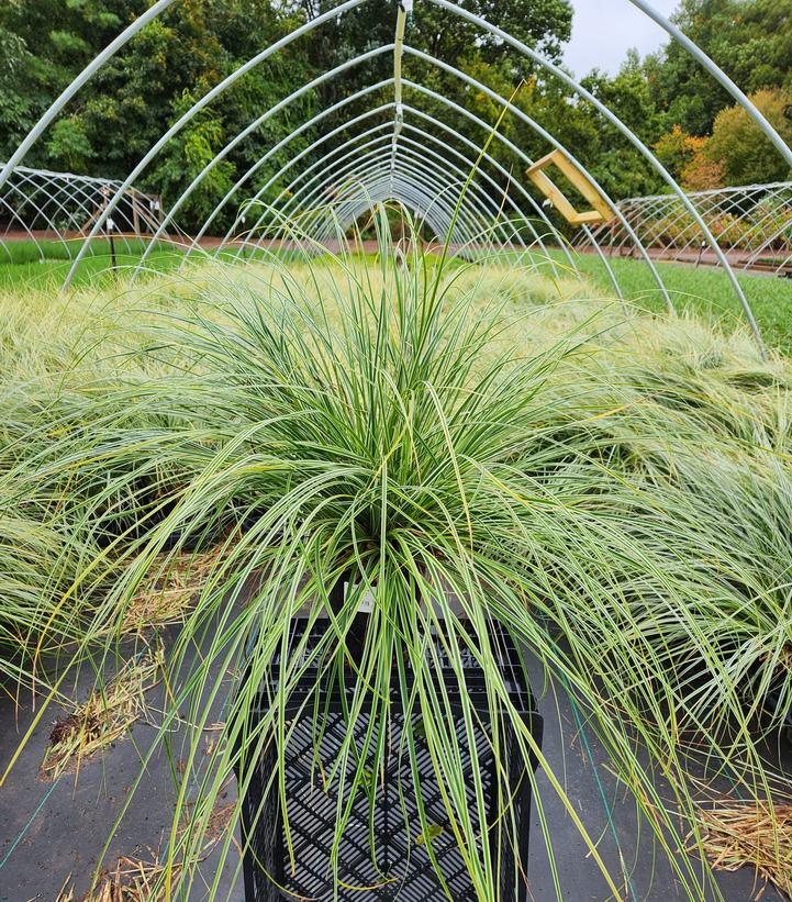 CAREX O. EVERCOLOR `EVEREST`