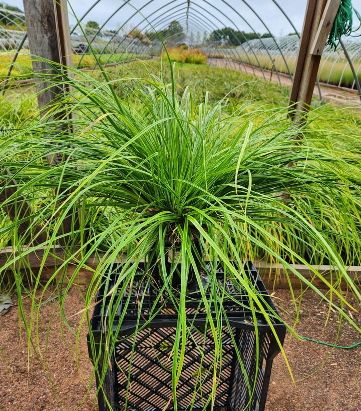 CAREX O. EVERCOLOR `EVERLIME`