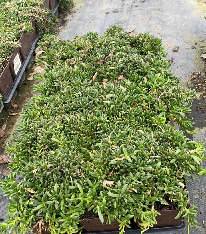 DELOSPERMA X `FIRE SPINNER` - 3`` POT