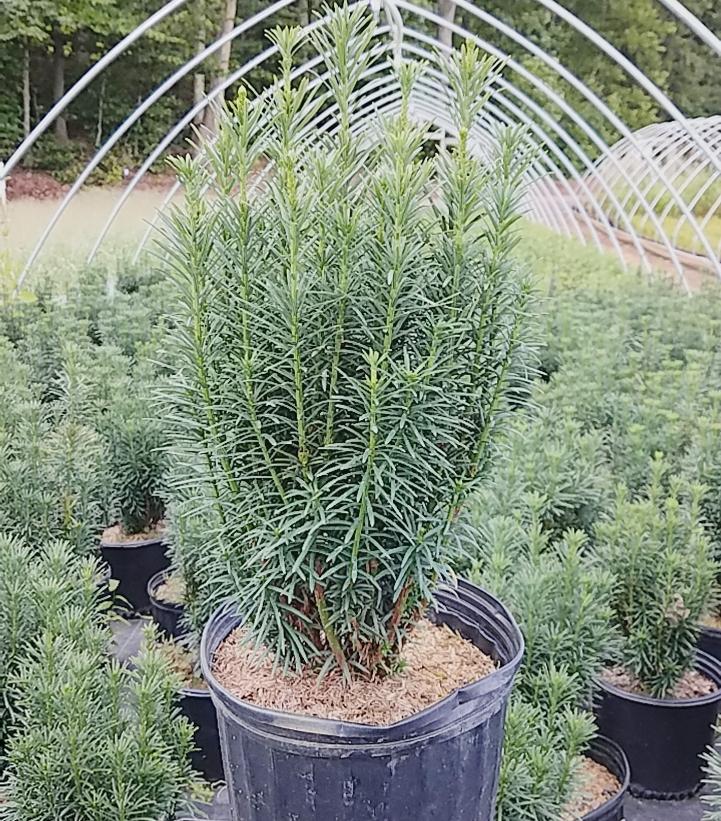 CEPHALOTAXUS HARRING. `FASTIGIATA`