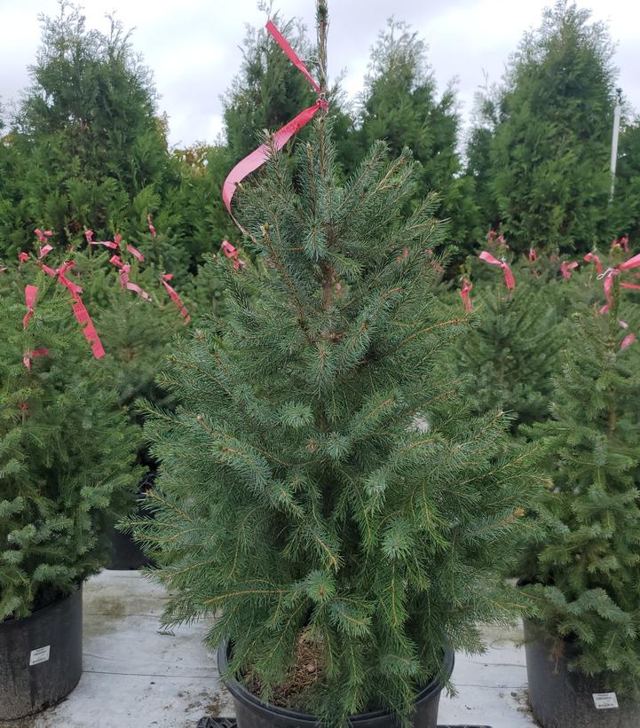 PICEA OMORIKA