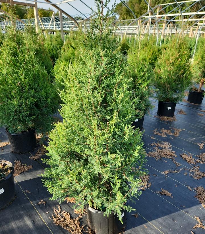 JUNIPERUS VIRGINIANA