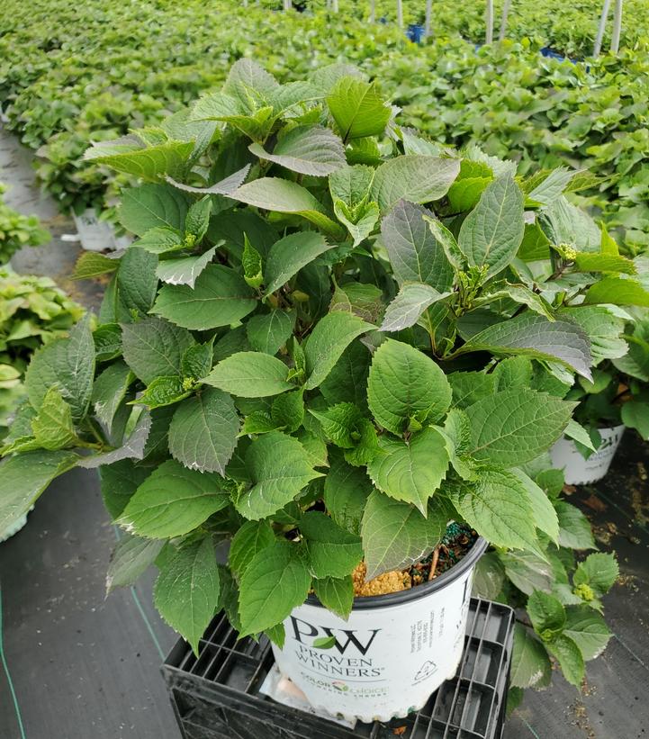 HYDRANGEA M.S. `TUFF STUFF`