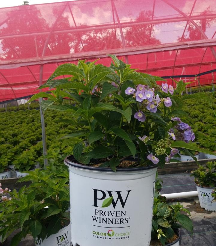 HYDRANGEA M.S. `TINY TUFF STUFF`