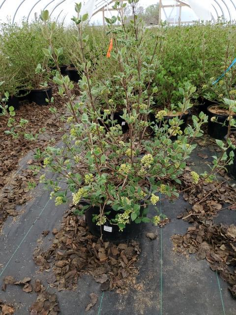 VIBURNUM CARLESII `SUGAR `N SPICE`