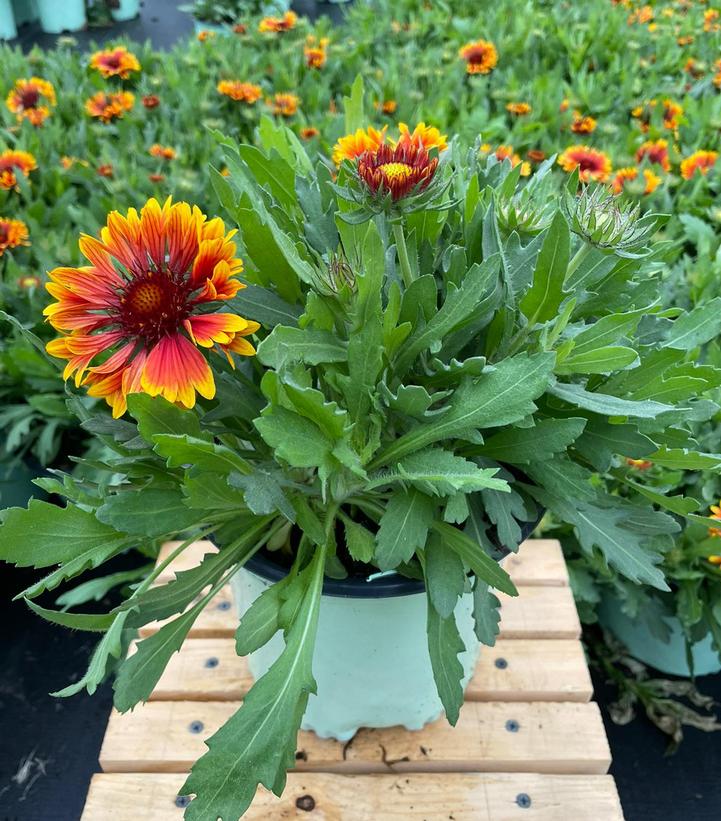 GAILLARDIA SPINTOP™ `MARIACHI COPPER SUN`