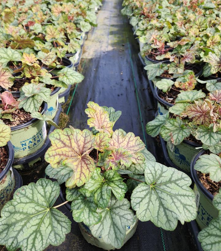 HEUCHERA AMERICANA `GREEN SPICE`