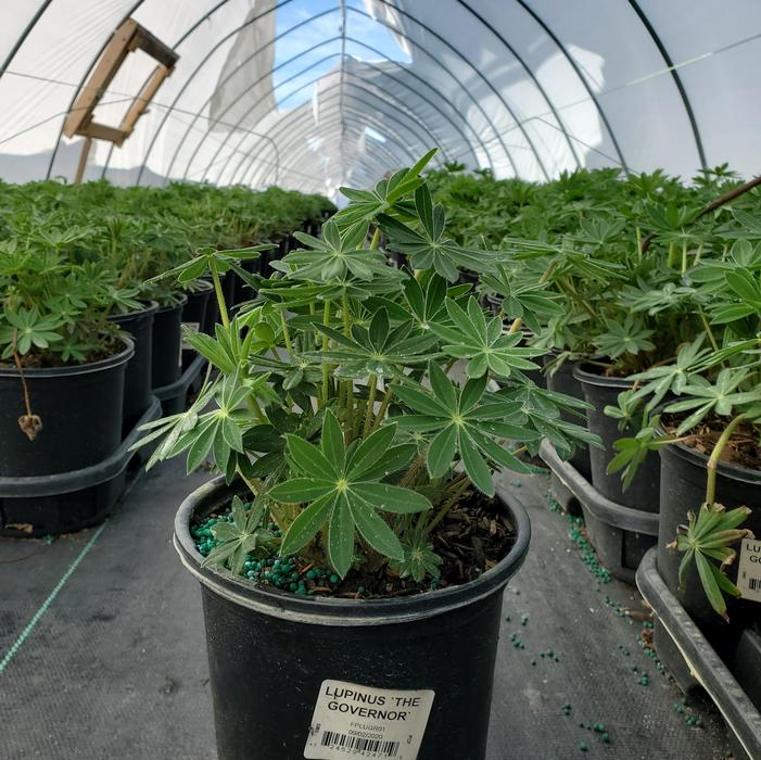 LUPINUS `THE GOVERNOR`