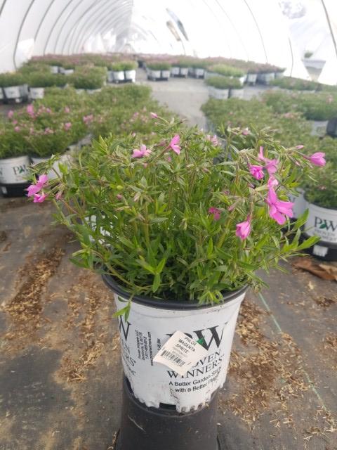 PHLOX `MAGENTA SPRITE`