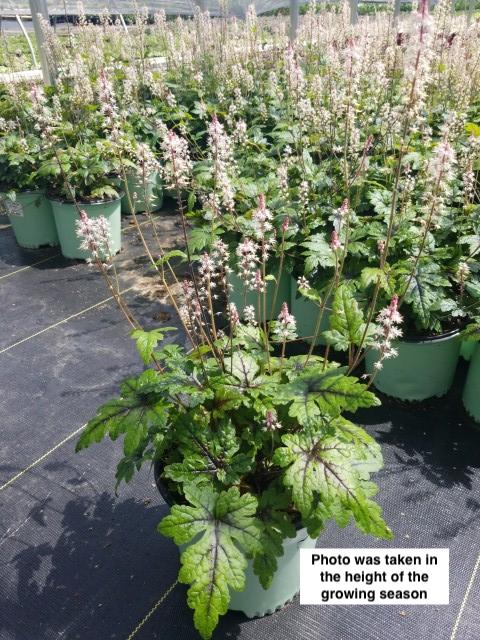 TIARELLA `SUGAR AND SPICE`