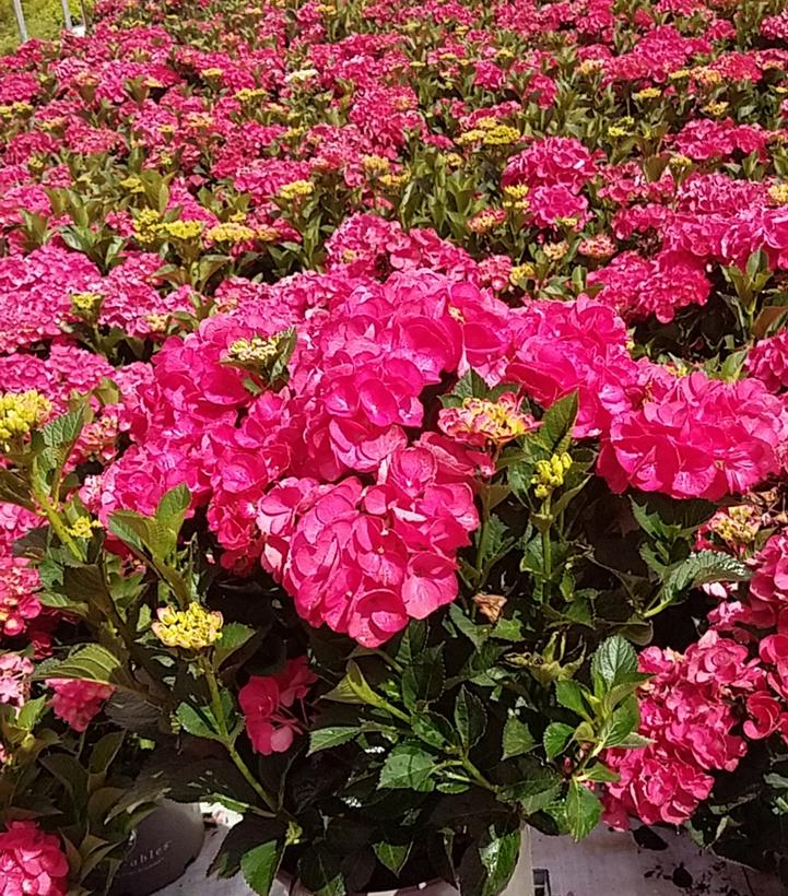 HYDRANGEA M `AKADAMA`