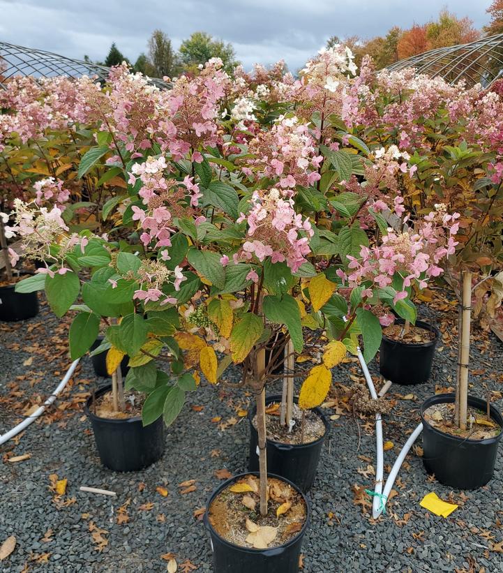 HYDRANGEA PAN. `PINK DIAMOND` - TREE