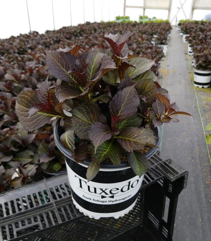 HYDRANGEA M TUXEDO `RED`