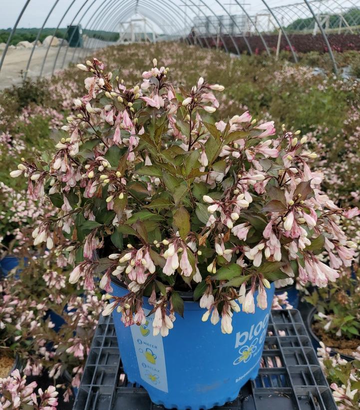 WEIGELA X `AFTERGLOW`