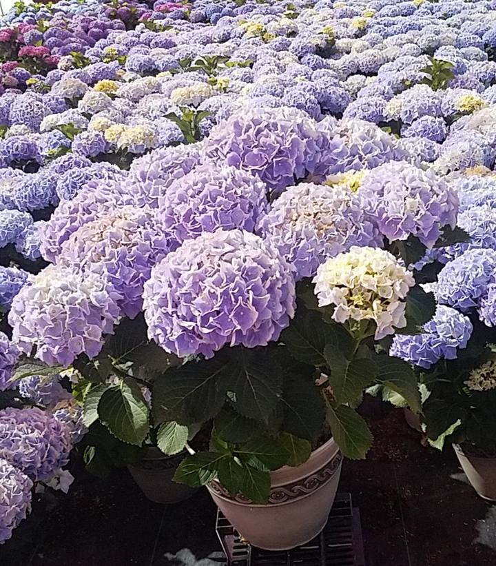 HYDRANGEA M HI `MOUNTAIN`