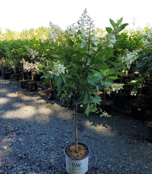 HYDRANGEA PAN. `PINK DIAMOND` - TREE