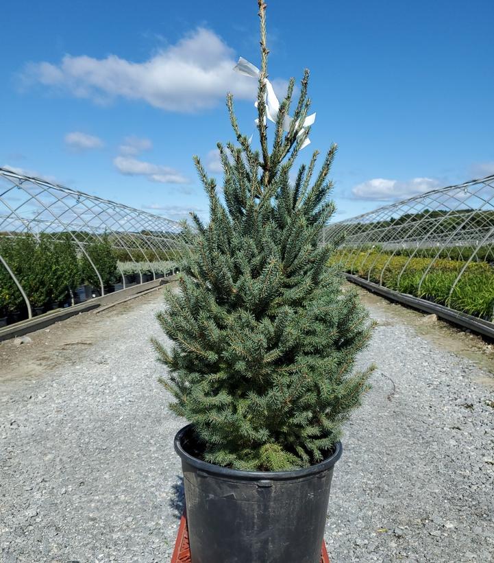 PICEA GLAUCA