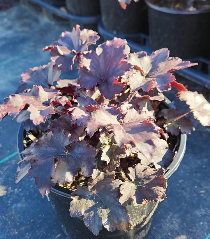 HEUCHERA `FROSTED VIOLET`