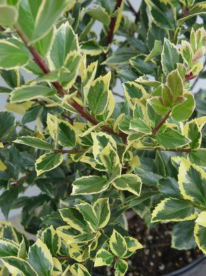 ILEX X MESERVEAE `HONEY MAID`