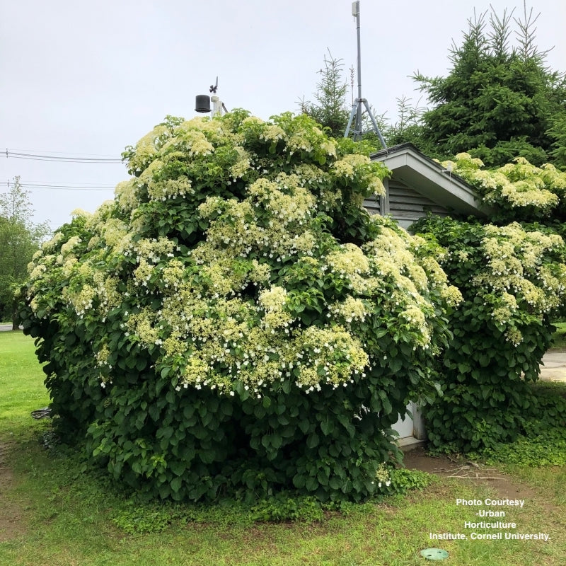 HYDRANGEA ANOMALA PETIOLARIS