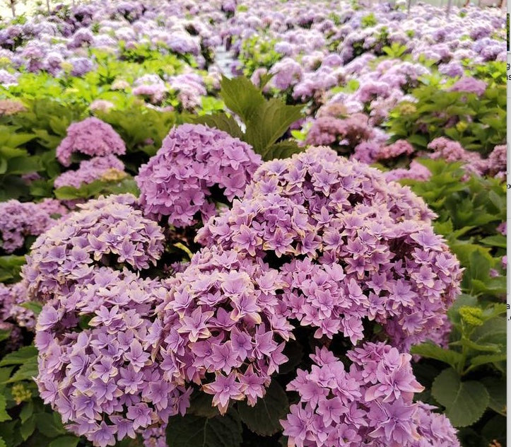 HYDRANGEA M `STARFIELD`