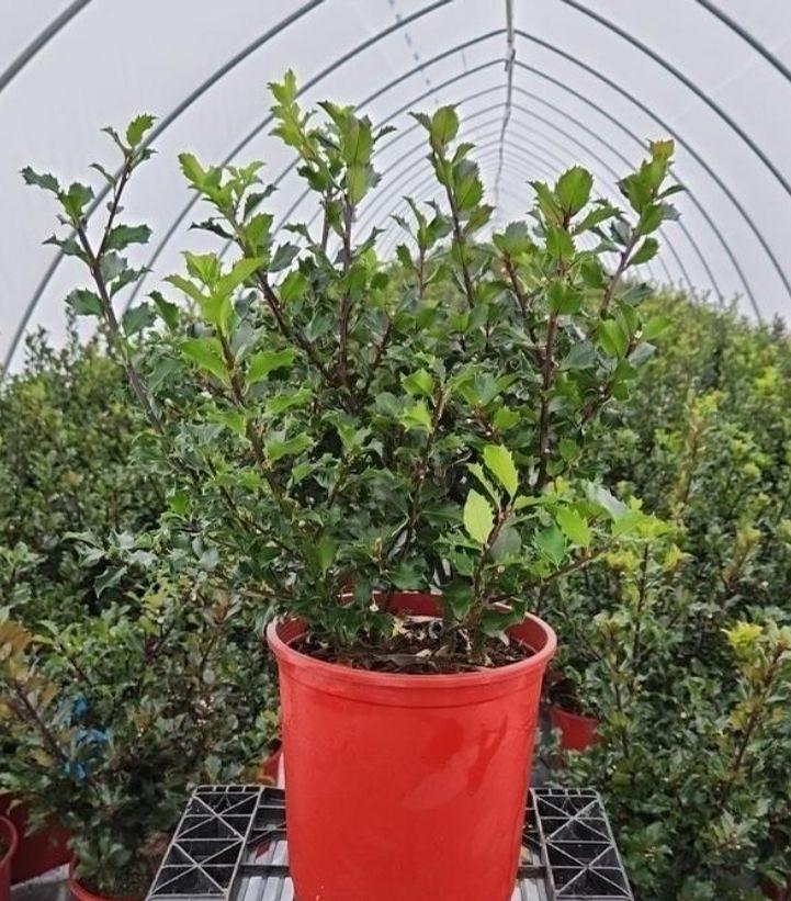 ILEX X MESERVEAE `BERRYIFIC`