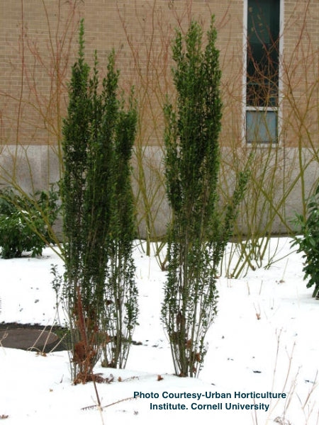 ILEX CRENATA `SKY PENCIL`