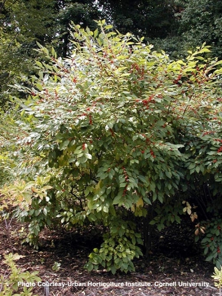 ILEX VERTICILLATA