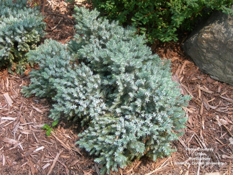 JUNIPERUS SQUAMATA `BLUE STAR`
